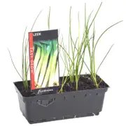 Leek Punnet - Allium porrum