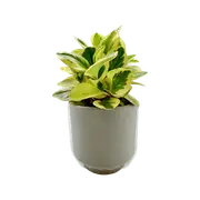 120mm Peperomia - Deorative PBR - Assorted