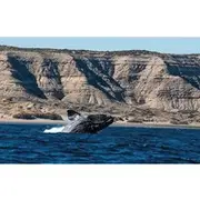 Save 20.00%! Peninsula Valdés - EARLY BOOKING -20 OFF - for Cruise Passengers