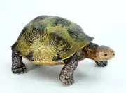 Schleich Turtle Figure Animal Figurine Reptiles Animals D73527 Collectible Toys