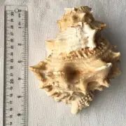 Conch Frog Shell 6"L Blown Sea Shells Craft Beach Hula Dance Ocean Gifts Hawaii