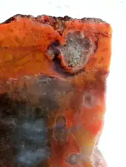 Volcanic Petrified Wood Limb Casting End Cut From Cube Utah See Cube
