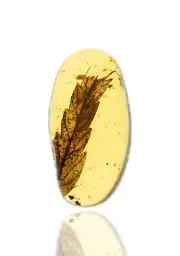 Well preserved Leaf, Fossil insect inclusion in Burmese Amber