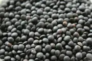 BLACK LENTILS BEANS