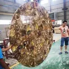 Petrified Wood Table, Petrified Coffee Table Top, Round Center & Side Table Top