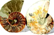 Large Ammonite Pair Crystals XLARGE 5.4" 137mm 110myo Dinosaur age FOSSIL a723yt