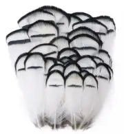 50pcs Hackle Chukar 4-8cm Black White Real Pheasant Feathers DIY Craft Fly tying