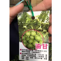 在飛比找蝦皮購物優惠-花囍園_水果苗—油甘(餘甘子)--花期4-5月~ 果期9-1