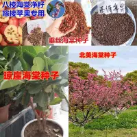 在飛比找蝦皮購物優惠-現貨、種子 新采八棱海棠垂絲海棠西府海棠北美海棠瓊崖海棠種子