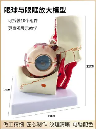 人體眼球仿真模型6倍放大眼睛結構造解剖眼模型教學儀器教具醫學