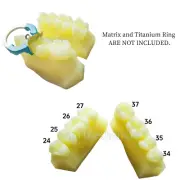 Dental Caries Decay Teeth Model Composite Resin Restore Tooth Simulate Class Ⅱ