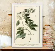 Art Print Hops humulus lupulus Home Brewing Beer Bar Decor Man Cave Poster