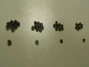 Black Nickel Cyclops Tungsten Bead Heads for Fly Tying (2.3mm - 3.8mm)