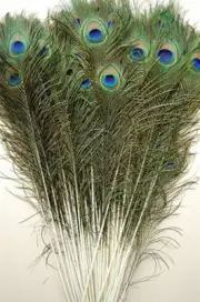 100 Pcs PEACOCK TAILS Natural Feathers 30"-35" Craft//Bridal/Costume/Halloween