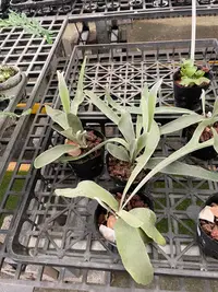在飛比找Yahoo奇摩拍賣-7-11運費0元優惠優惠-鹿角蕨盆栽：厚葉銀葉Platy.vertchill
