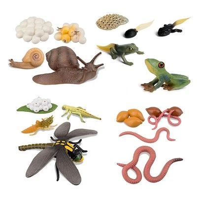 Cycle of Snail Earthworm Dragonfly, Egg Tadpole to Safariology Amphibian8252