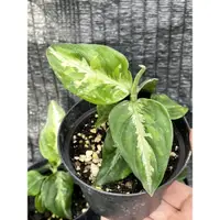 在飛比找蝦皮購物優惠-迷彩粗勒草Aglaonema pictum tricolor