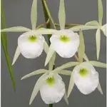 大眾蘭園  原生種   BRASSAVOLA PERRINII