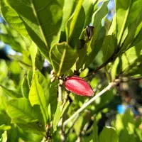 在飛比找蝦皮購物優惠-元茂園藝龍潭園區 果樹/神秘果/7-8年盆栽