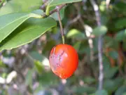 Red olive berry Tree - Elaeodendron australis
