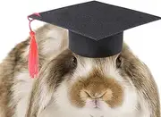 Pet Dr Hat - Pet Graduation s Hat - Hamster Graduation Costume with Red Tassel, Pet Bachelor for Dogs Cats Hamster Pochy