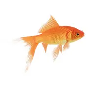 Comet Fish - 9cm