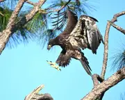 photograph of an eaglet about to fledge