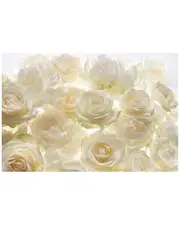 Ivory Rose Wall Mural