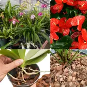 Coconut Husk Chips Natural Fiber Orchids Anthurium Growing Media Free Shipping