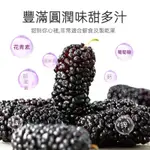 乾淨無沙免洗卽食桑葚乾 桑葚果 大果无沙黑桑葚干泡茶 长果桑椹子膏 手工泡酒泡水