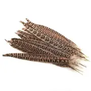 Pheasant Tails ZZHXSM 15pcs Color Pheasant Feather Pheasant Tail 10 Natural
