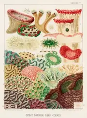 12796.Poster print.Room Wall design.1893 Great Barrier Australian Reef.Corals