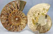 Large Ammonite Pair Crystals 110myo Dinosaur age Fossil 139mm XL 5.5" 4344bb
