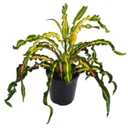 125mm Princess Mary - Croton Codiaeum variegatum