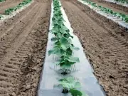 Silver Metallic Plastic Mulch Ground Cover 1.0 Mil Embossed - 4 ft x 600 ft Roll