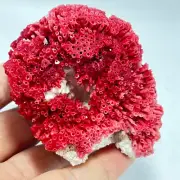 68gNatural Red coral reef Cluster Ocean Mineral Crystal Specimen
