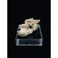在飛比找蝦皮購物優惠-方解石化貝殼 Calcite Fossilized Clam