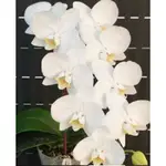 原生種 台灣阿嬤兄弟交 2.5寸 PHAL. AMABILIS × SIB