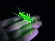 Uranium Vaseline Rainforest Mosquito - Hand Made Piece