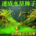 1速成水草種子增氧魚缸造景四季種植凈化水質草坪種子魚缸前景草籽