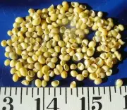 ~ Snail Shells ~Yellow~ 100 Mini ~ Shellcraft ~ Seashells~ Sailor's Valentines ~