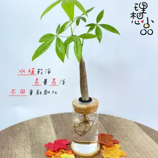 【理想小品】馬拉巴栗單支【現貨】發財樹 水耕盆栽 無土種植 觀葉植物 室內植物 完全水養 圓柱玻璃飾品 花盆 盆栽