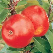 Apple Trees including Dwarf Apple Trees