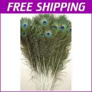 Elegant Peacock Feathers 35-40" (50 Pcs) - Perfect for Centerpieces