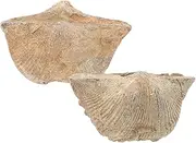 iplusmile 2pcs Natural Shell Specimen for Teaching and Home Decor Specimens for Geology Enthusiasts and Educational Use