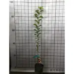 🌱「岷成-果語樹學果樹專賣」紅肉李果苗/水果苗/果樹苗專賣/高雄燕巢區公所對面