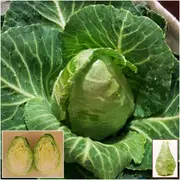 Cabbage - Conehead seeds