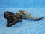 New SPI Home Mermaid Shelf Sitter Figurine