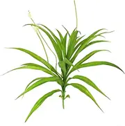 Ciieeo Artificial Cymbidium Orchid Plant Realistic Faux Orchid Branches for Home Garden Wedding and Party Decoration Create Tropical Atmosphere with Lifesize Greenery