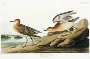 Buff Breasted Sandpiper - 1827 - Illustration Poster